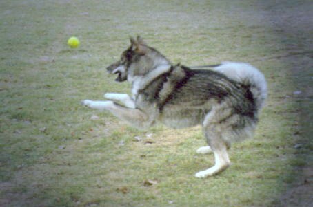 Laika, West Siberische