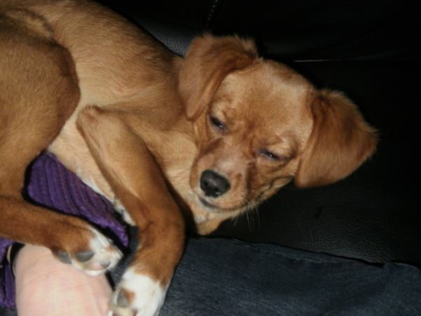 Ligt het kopje nou wel of niet op schoot?