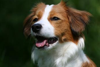 Kooikerhondje