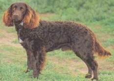 Duitse Wachtel (Kwartelhond)