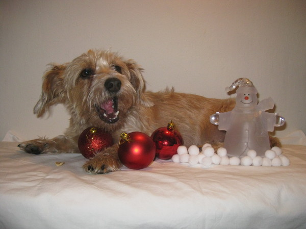Chica in kerstsfeer.
