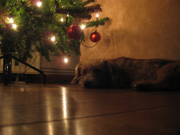 Het mooiste cadeautje ligt onder de kerstboom.