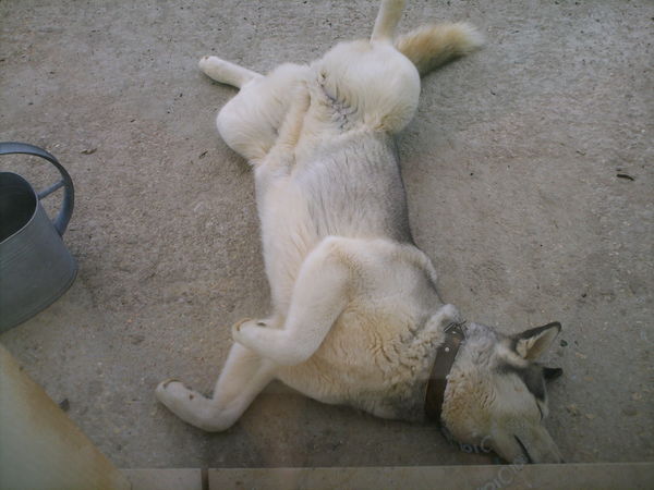 lekker Slaaaaaaaapen