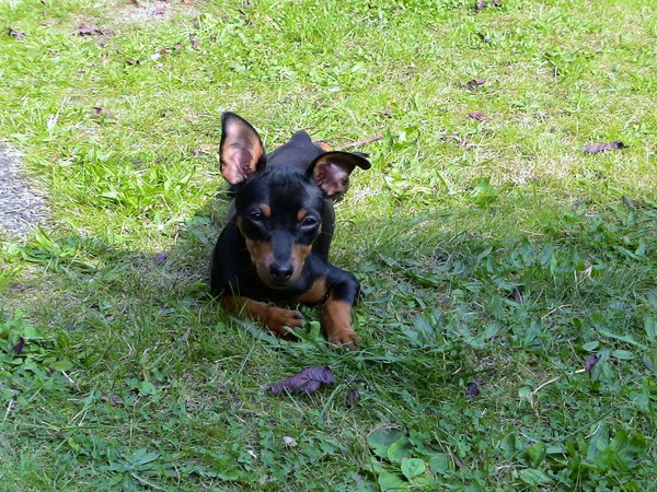 Dwergpinscher