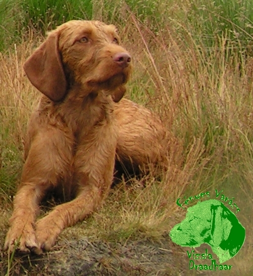 Vizsla (Hongaarse staande hond)