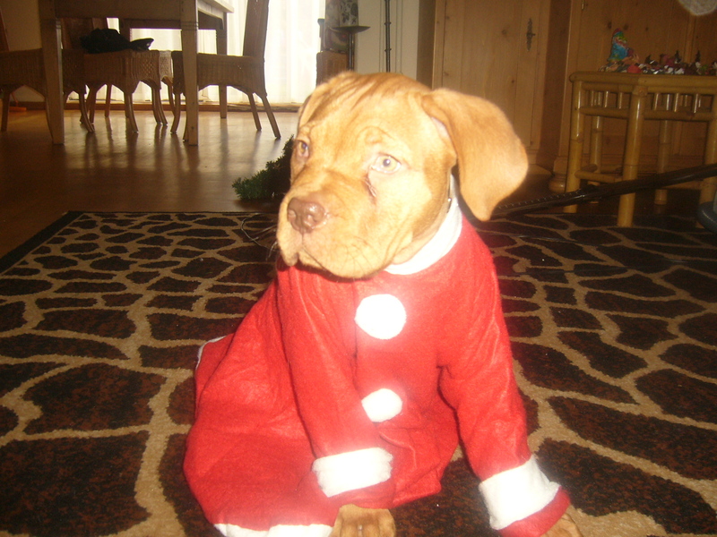 bo wenst iedereen prettige feestdagen....