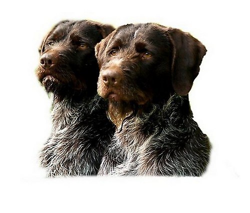 Duitse Staande Hond, Draadhaar