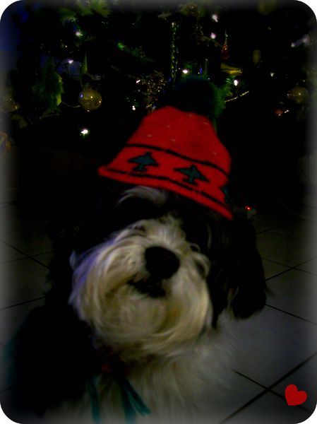 Sparky bij de kerstboom!!