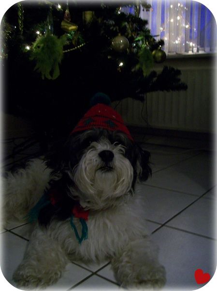 sparky die niet bij de kerstboom is weg te krijgen!!