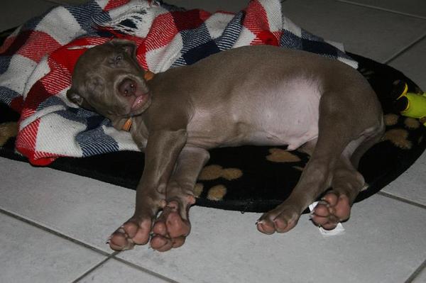 Shiva schiet in een lach