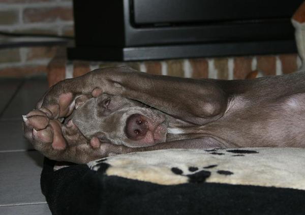 Shiva schiet in een lach vervolg