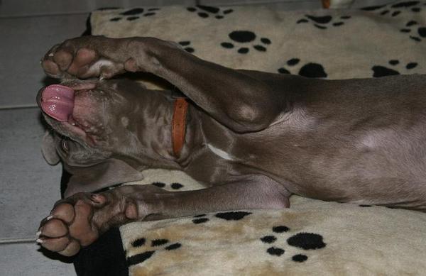 Shiva burrelt uiteindelijk - deel 3 :-)