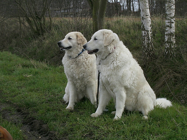 Kuvasz