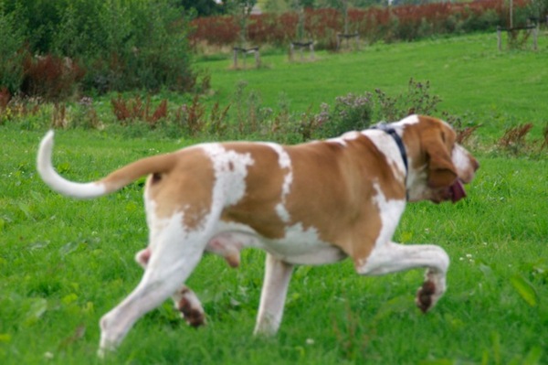 Bracco Italiano