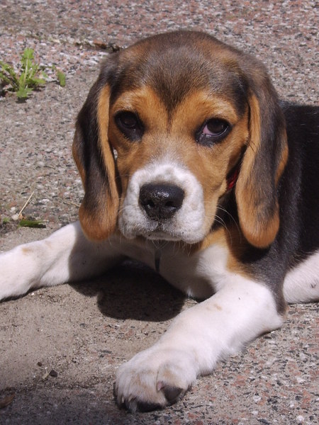 Beagle