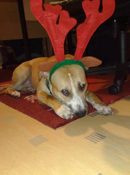Rico's eerste kerst