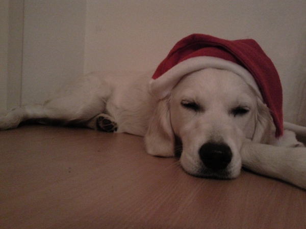 Tara, als kerstslaaphond... 