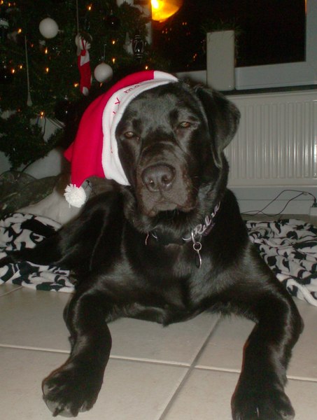 Bono's eerste kerst