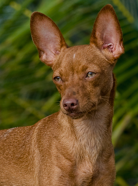 Dwergpinscher