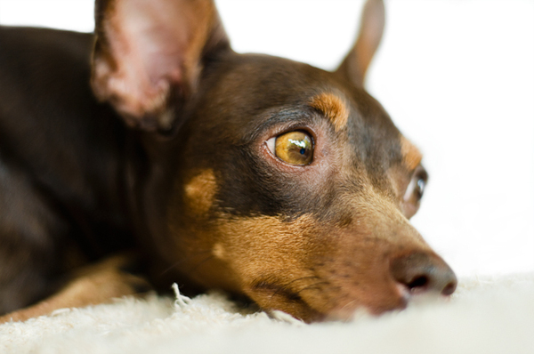 Dwergpinscher