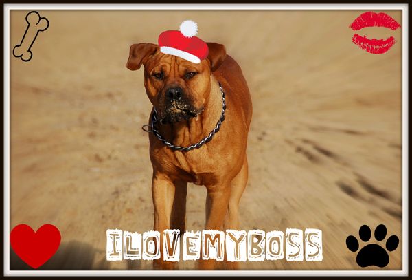 Spike in kerstsfeer!