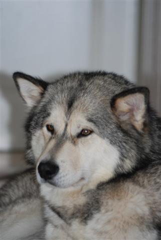 Alaskan Malamute
