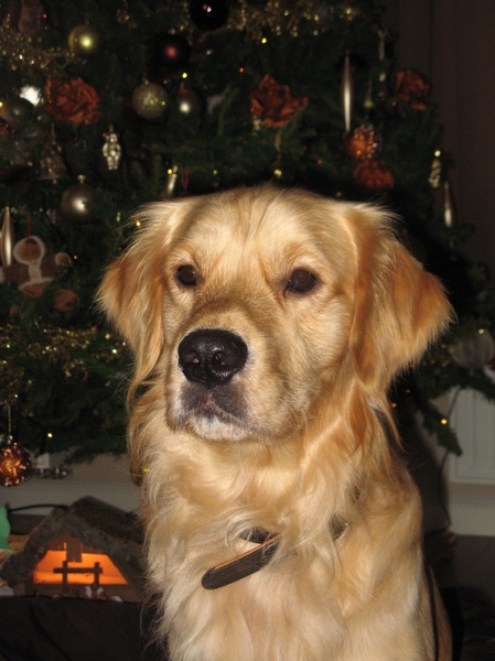 Sam bij de Kerstboom