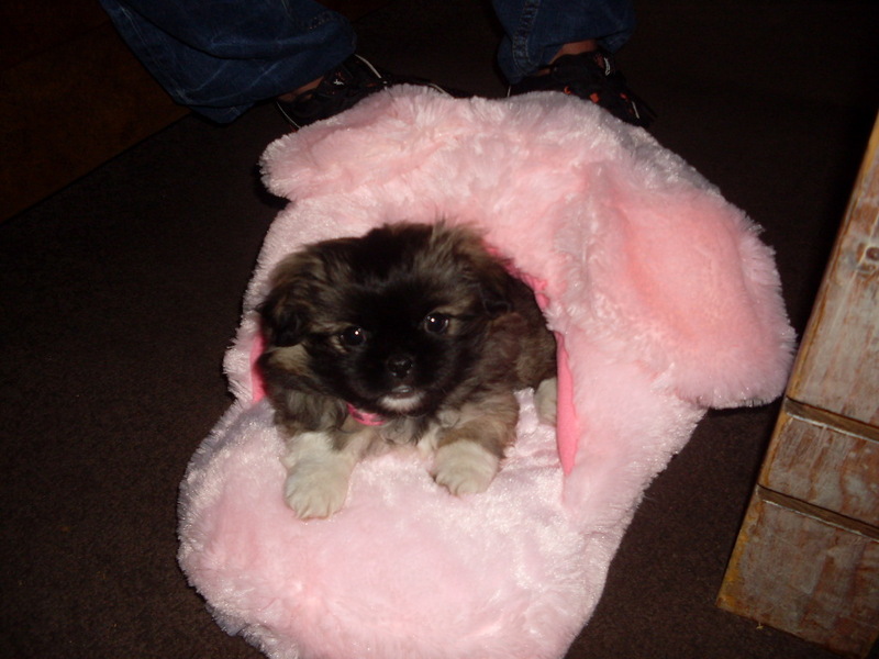 kleine hond in te grote slof