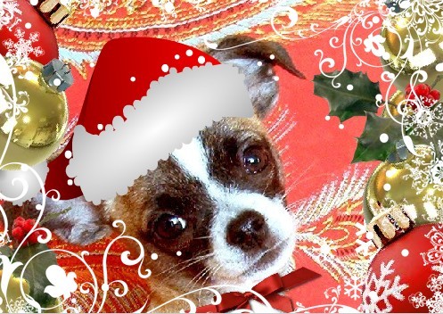 Disha & Kerst