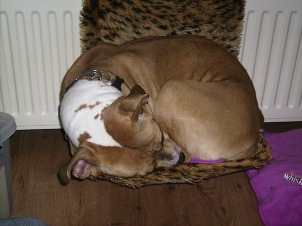 Senna in kattenmandje