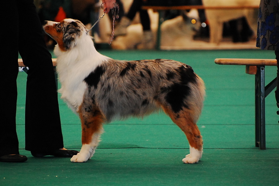 Australian Shepherd
