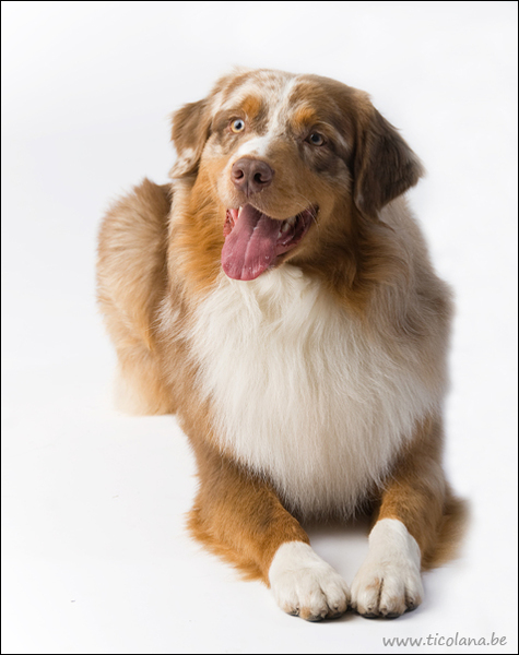 Australian Shepherd