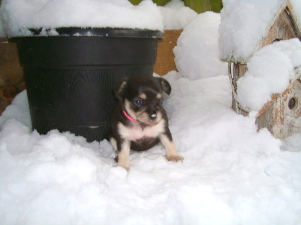 ik ben de grootste bibberhond van Nederland