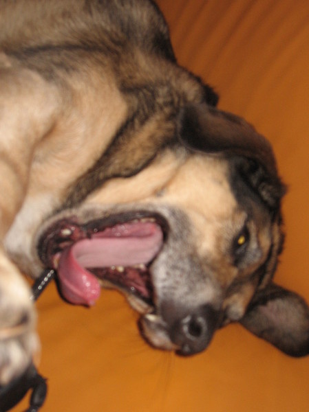 Mexx de luiste hond..
