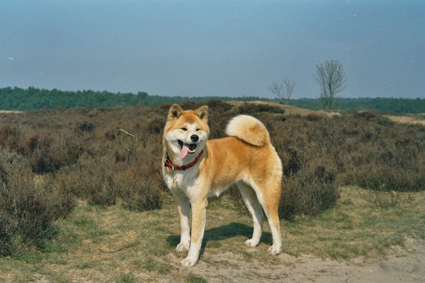 Akita Inu