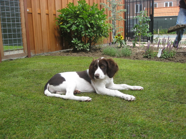 Drentsche Patrijshond