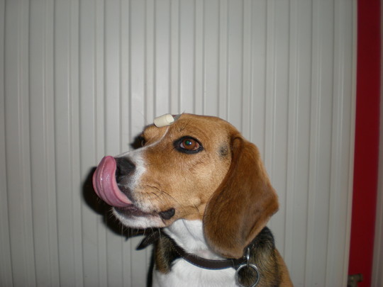 wil er iemand een likje ?