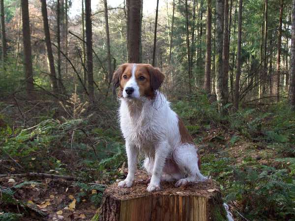Kooikerhondje