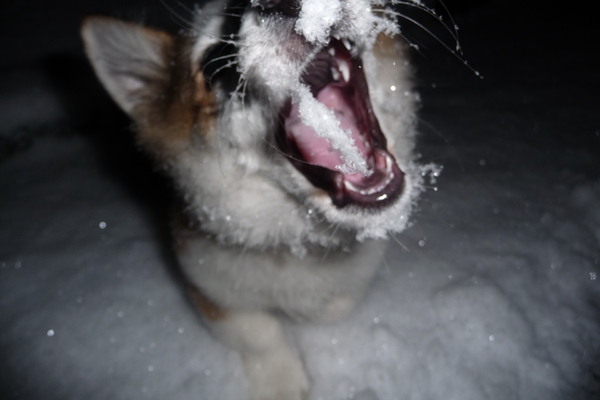 flush in de sneew