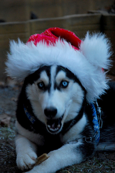 Enge Koda!