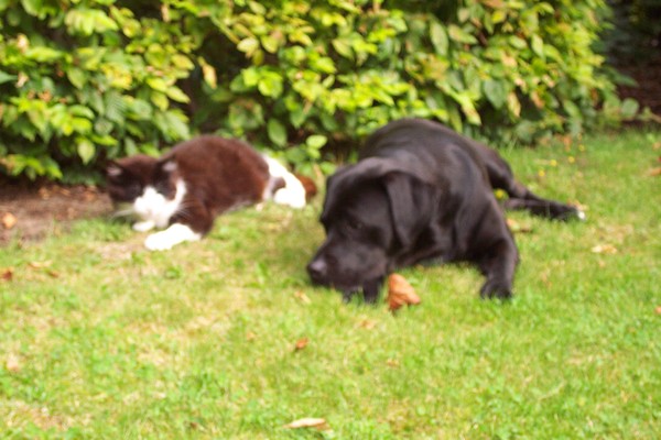 Gezellig samen met de poes