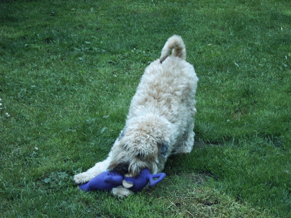 ik kan een teletubbie aan