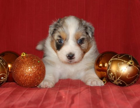 Australian Shepherd