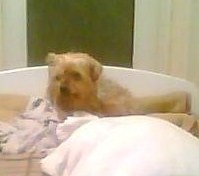 lekker op bed liggen