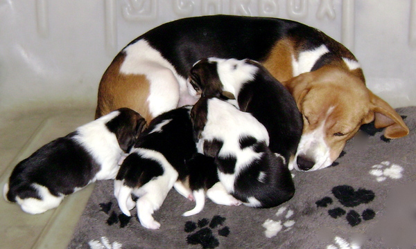 Beagle