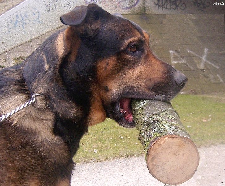 gewichtheffer, maar dit is maar een kleintje