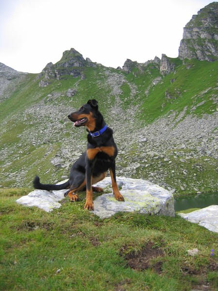 Beauceron