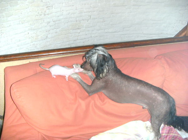 naakthond vs naaktrat (=heel weinig haar in huis!)