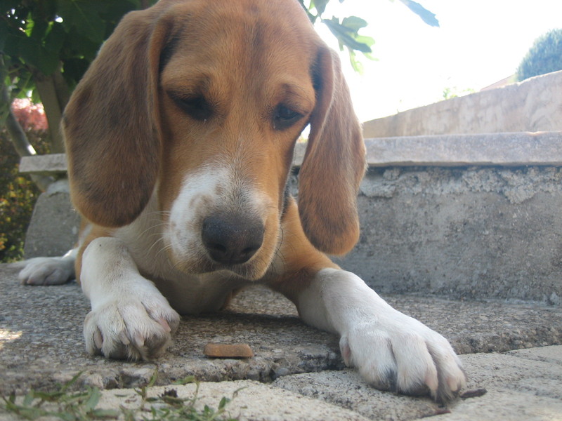 ... naar een heerlijk koekje