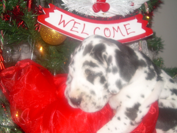 Onze Baby met KERST! X